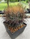 Ferocactus chrysacanthus